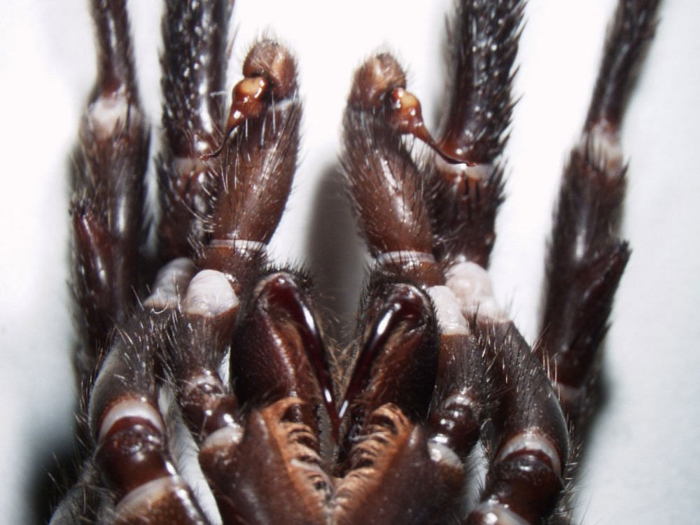 A protein found in the venom of Australia's deadly funnel-web spider may prevent the human brain from the devastating damage after a stroke, according to a world-first discovery announced today. Picture courtesy Twitter