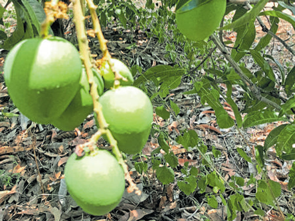 Rains hit 40% of state's Alphonso mango crop, production takes a hit
