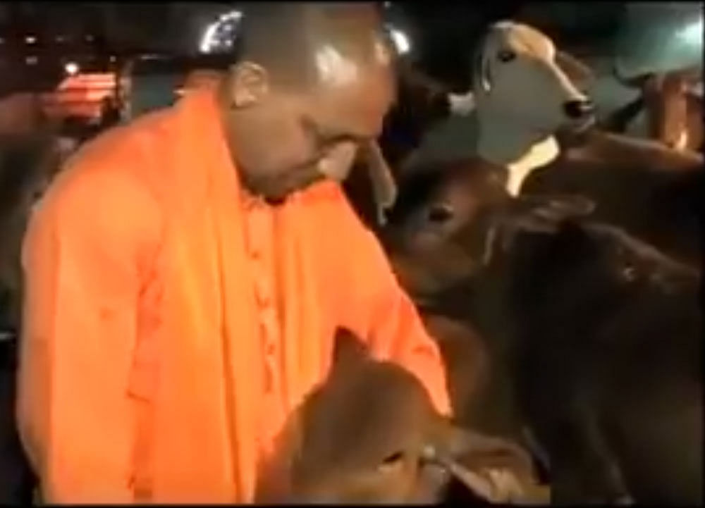 Cows from Gorakhpur to be shifted to Adityanath's residence