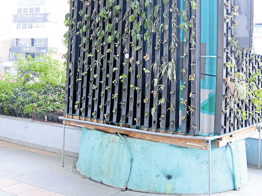 CALLING FOR ATTENTION Vertical gardens need to be  watered and maintained on a regular basis. (Above) The garden on the Metro pillar on Anil Kumble Road.  DH PHOTO BY KISHOR KUMAR BOLAR