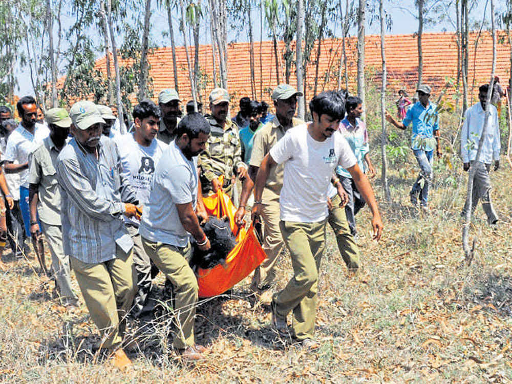 Forest department personnel carry an eight-year-old female sloth bear which was captured near Anekal on Thursday.