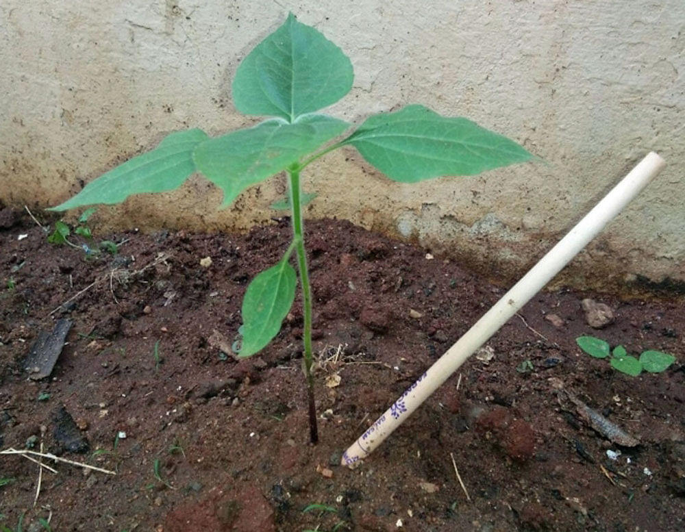 Sapling sprouts out of Farmcil.