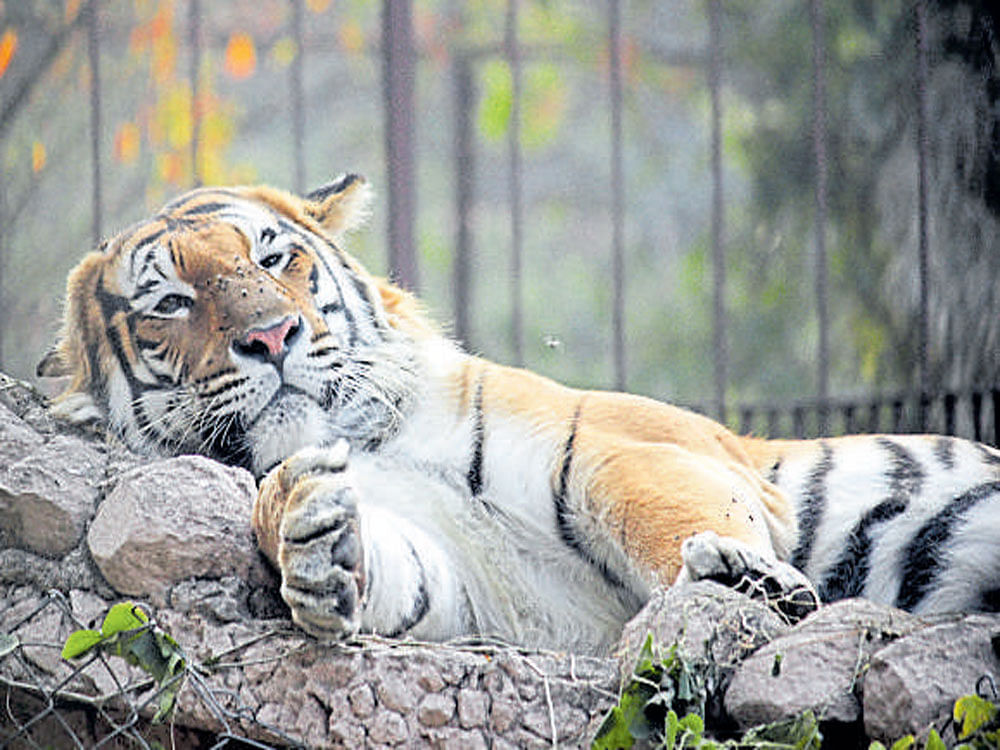 A tiger in the Lucknow Zoo. Uttar Pradesh has 19 tigers and 16 lions, besides other meat-eating animals in zoos across the state. Around 500 kg of meat is required to feed them daily.