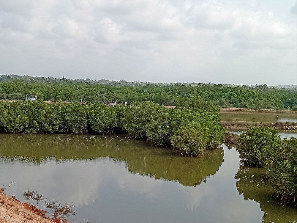 Floating forests: After 2008, more than 800 hectares in the estuarine area of Karnataka were brought under mangrove plantations. PHOTO By Rajesh K C