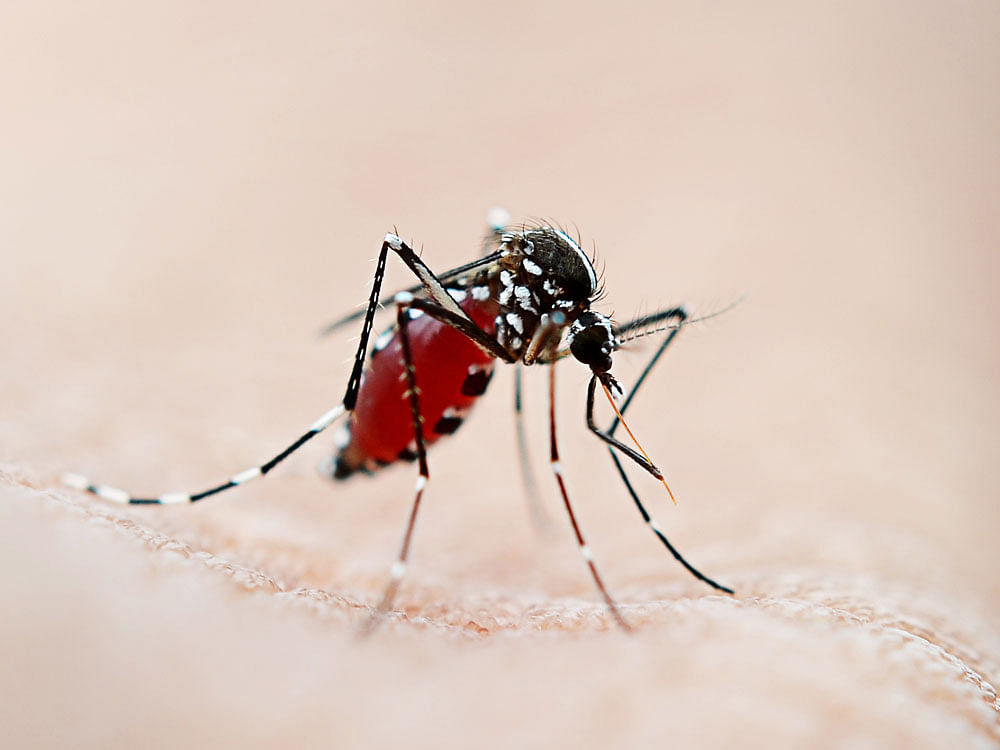 EVOLUTIONARY ADAPTATION: The malaria pathogen induces a signal in the host to attract mosquitoes. REPRESENTATIVE IMAGE