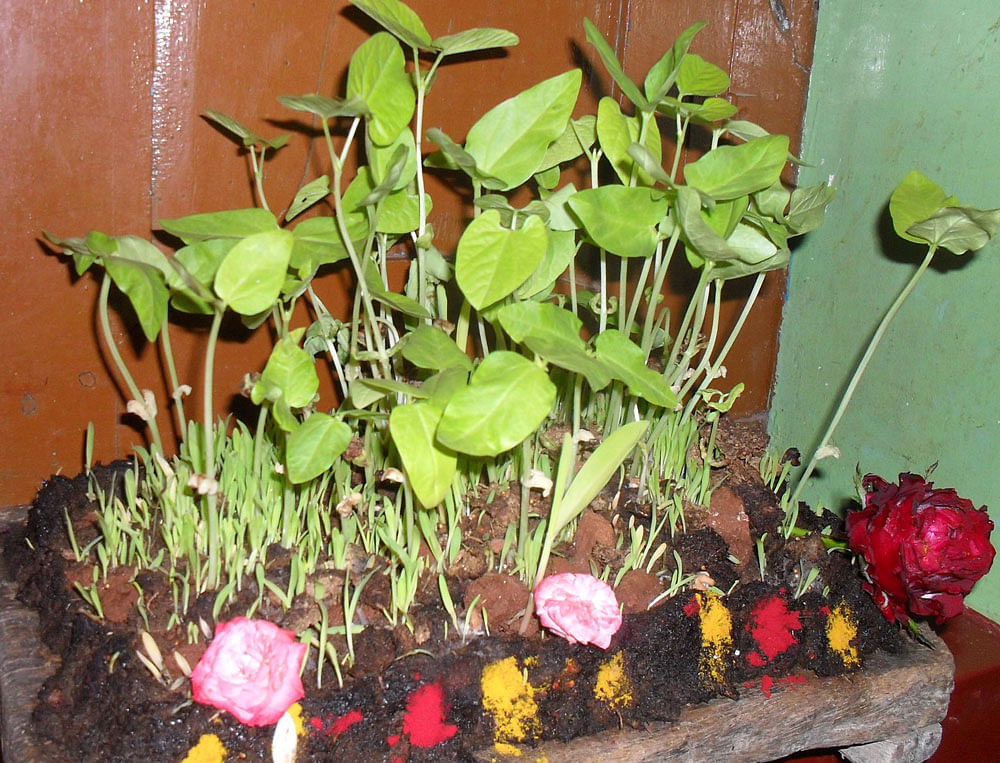 Many practices: Germination test. PHOTO By Author, Vinod R Patil
