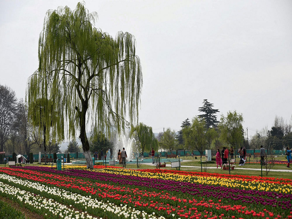 The mega 15-day Tulip festival, part of 'Bahaar-e-Kashmir' (spring in Kashmir) event, kick-started with the opening of the Tulip garden as authorities focus on revival of tourism which was badly affected last year due to the unrest triggered by the killing of Hizbul Mujahideen militant Burhan Wani in July. PTI photo