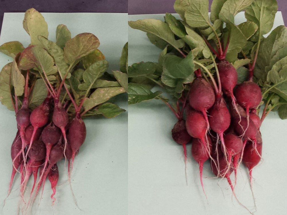 The radishes on the right were grown with the help of a bionic leaf,  when bionic leaf is exposed to sunlight, mimics a natural leaf by splitting water into hydrogen and oxygen. Screengrab