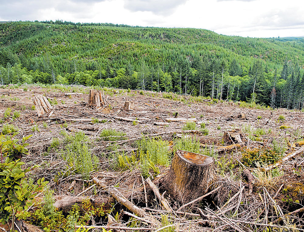 New metric: Forest attrition distance reflects a particular type of forest loss, the removal of isolated forest patches. Photo CREDIT: Leah Nash/NYT