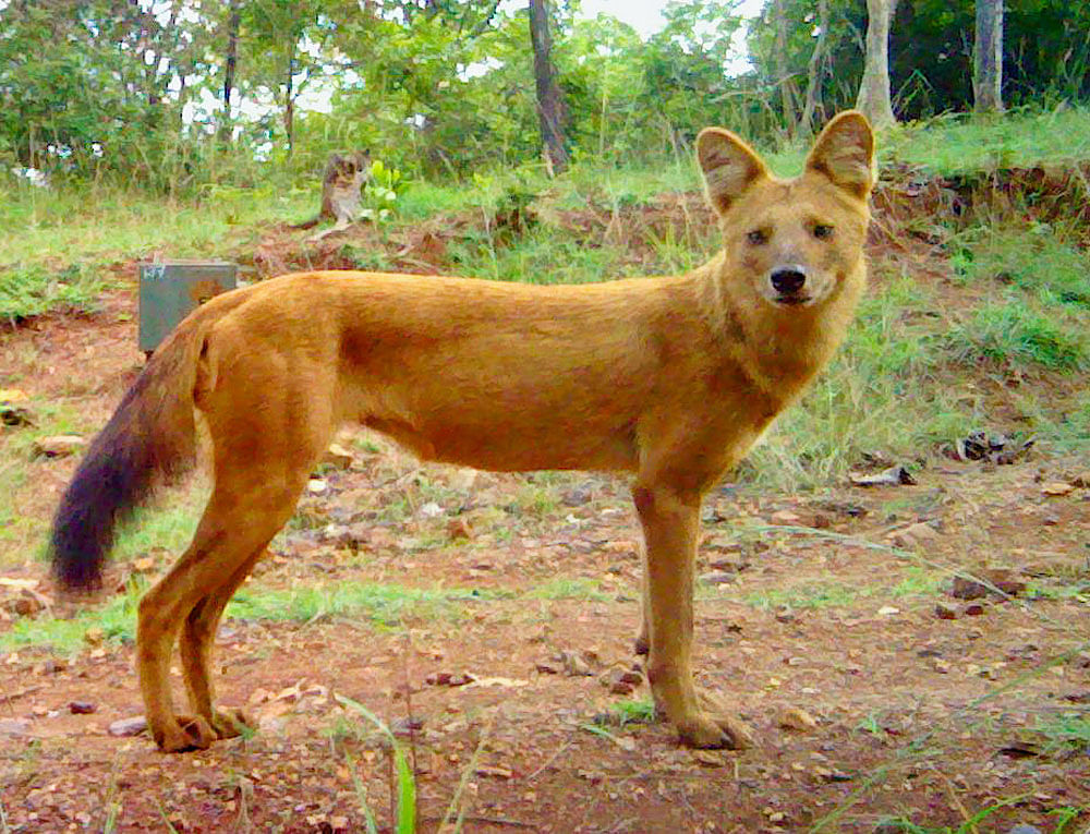 Active hunters: The dholes usually hunt during the day. In Bhadra Reserve, however, they are relatively more nocturnal. PHOTO CREDIT: K Ullas Karanth/WCS