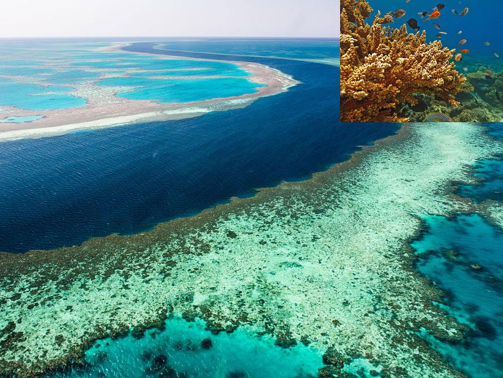 Slow death: Huge sections of the Great Barrier Reef in Australia were recently found to be dead; (below) a map showing the extent of damage in different areas.
