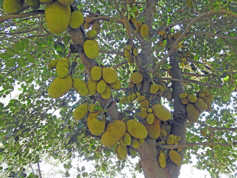 The formation of an association has helped the jackfruit growers of Tubugere hobli in Doddaballapur taluk, which is known for its unique jackfruit varieties, tap the market potential of this multipurpose crop.