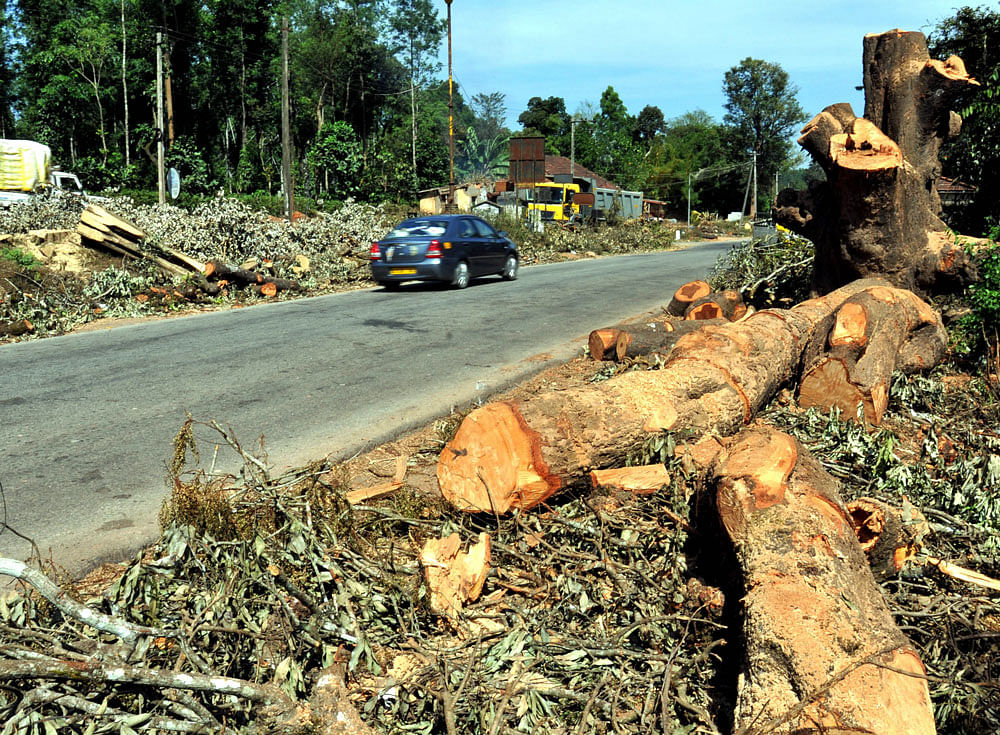 Trees were recently felled on the national highway between Hassan and Sakaleshpur to facilitate widening of the road.
