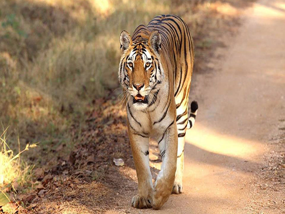 The tigress, officially designated `T-15', was the first big cat of PTR to be fitted with a radio collar (which enables tracking of the animal's movement), hence the name, `Collarwali'. Image: mptourism.com