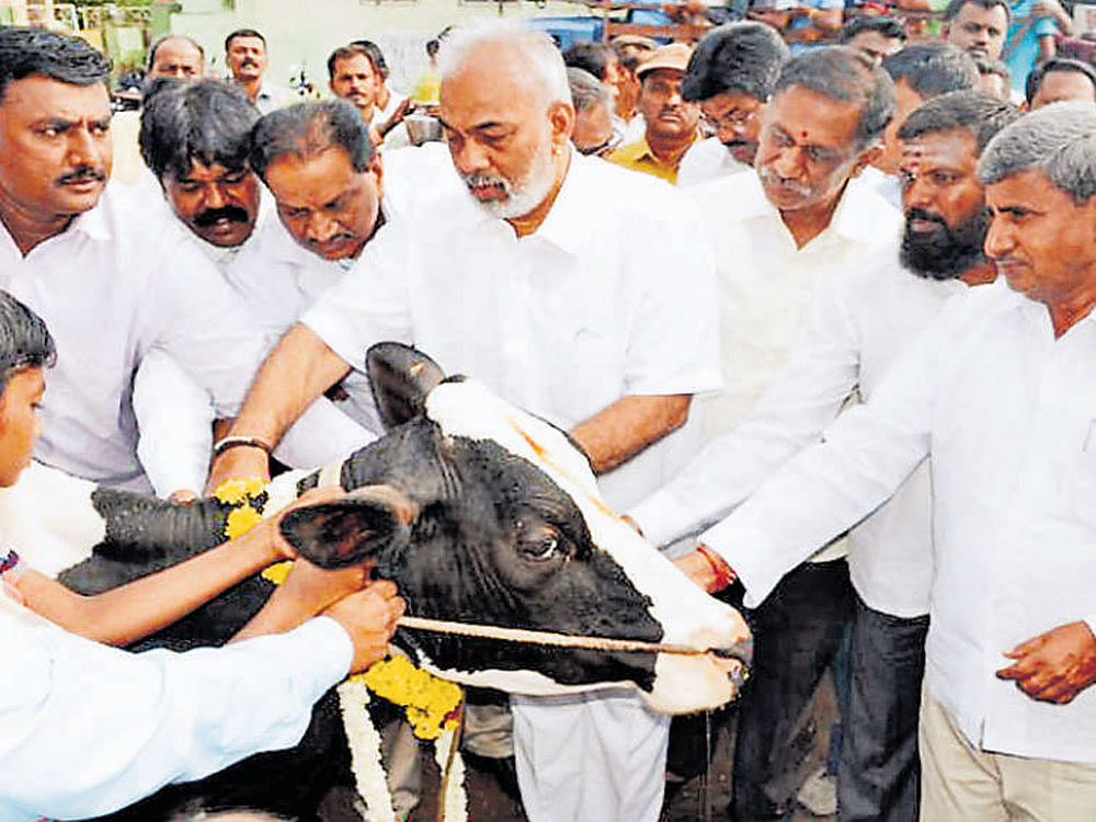 Animal Husbandry Minister A Manju launches a vaccination drive for cattle against Foot-and-Mouth disease at Naguvanahalli in Srirangapatna taluk on Friday.