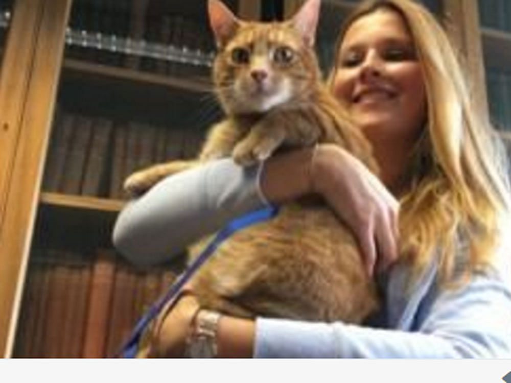 3-legged cat relieves students' stress at Cambridge University. Courtesy: @academichelpUK