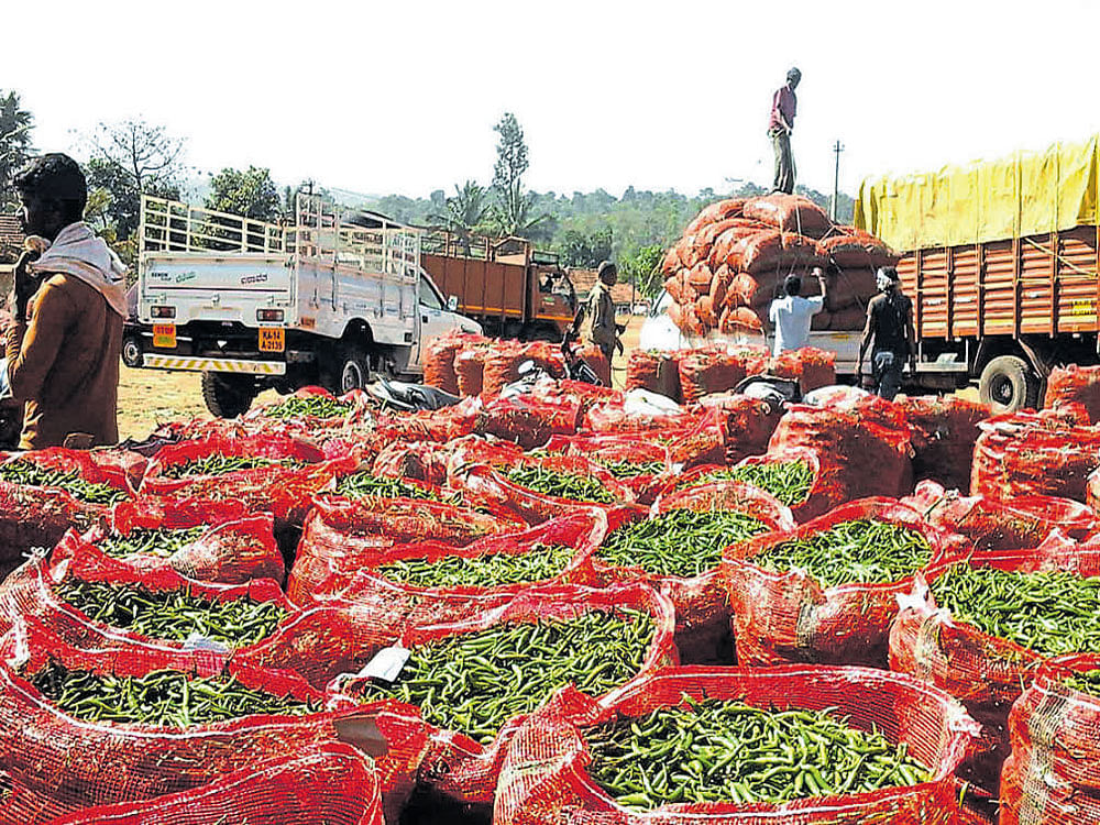 The sale of green chillies in full swing at Shanivarasanthe shandy. DH photo