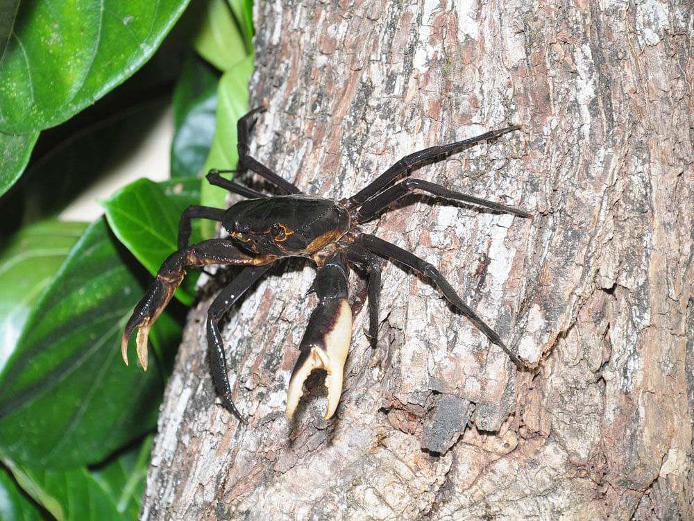 The new species has been named Kani maranjandu after the Kani tribe, who helped discover the tree crab. Maranjandu is the Malayanam name for tree crab.