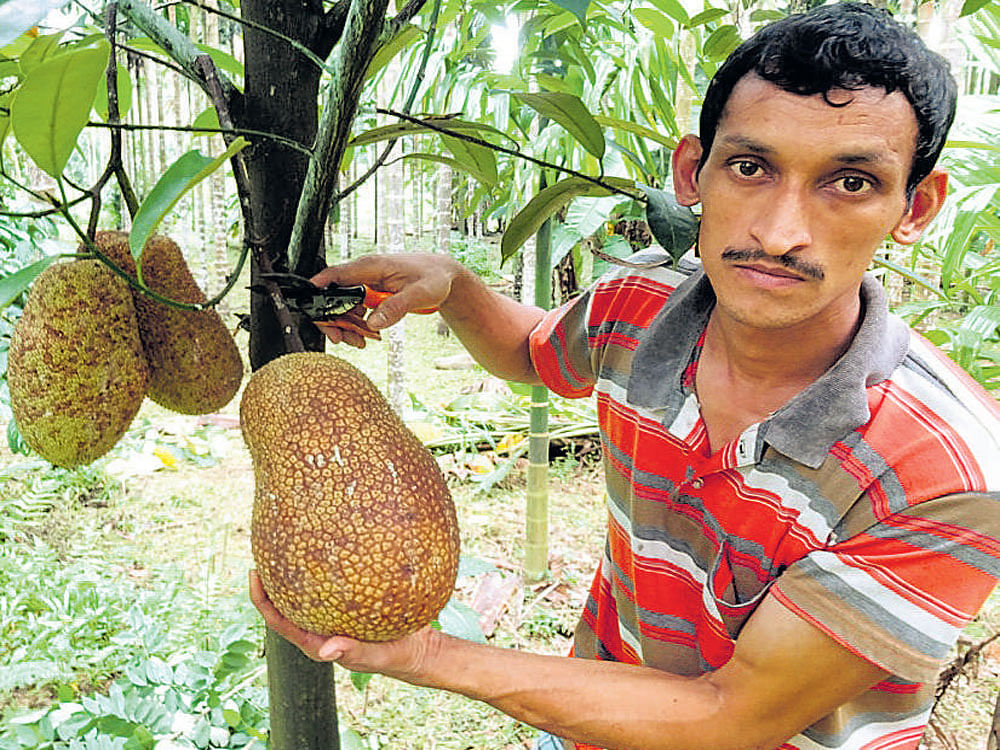flavours that linger Exotic fruits such as cempedak, maindapuli and biriba are grown in Anil Balanja's farm in Belthangady taluk. Photo by author