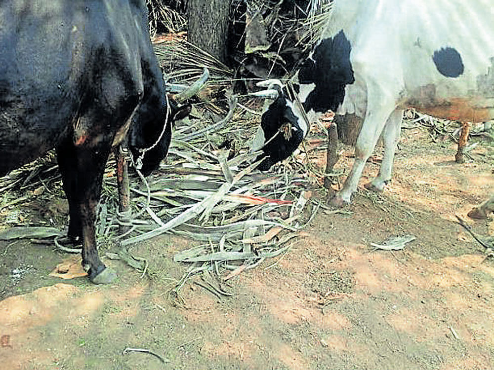Areca sheath being fed to cattle in Machenahalli in Chikkamagaluru taluk. DH photo