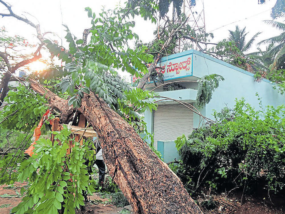 A tree that got uprooted following heavy rain at Bhadravathi, Shivamogga district, on  Tuesday. DH Photo