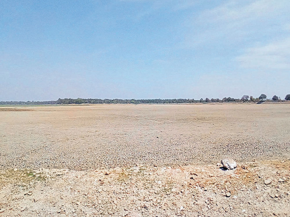 Madduramma lake in Maddur has turned bone dry.