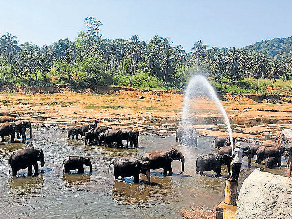 picturesque:  Elephant Orphanage at Pinnawala.