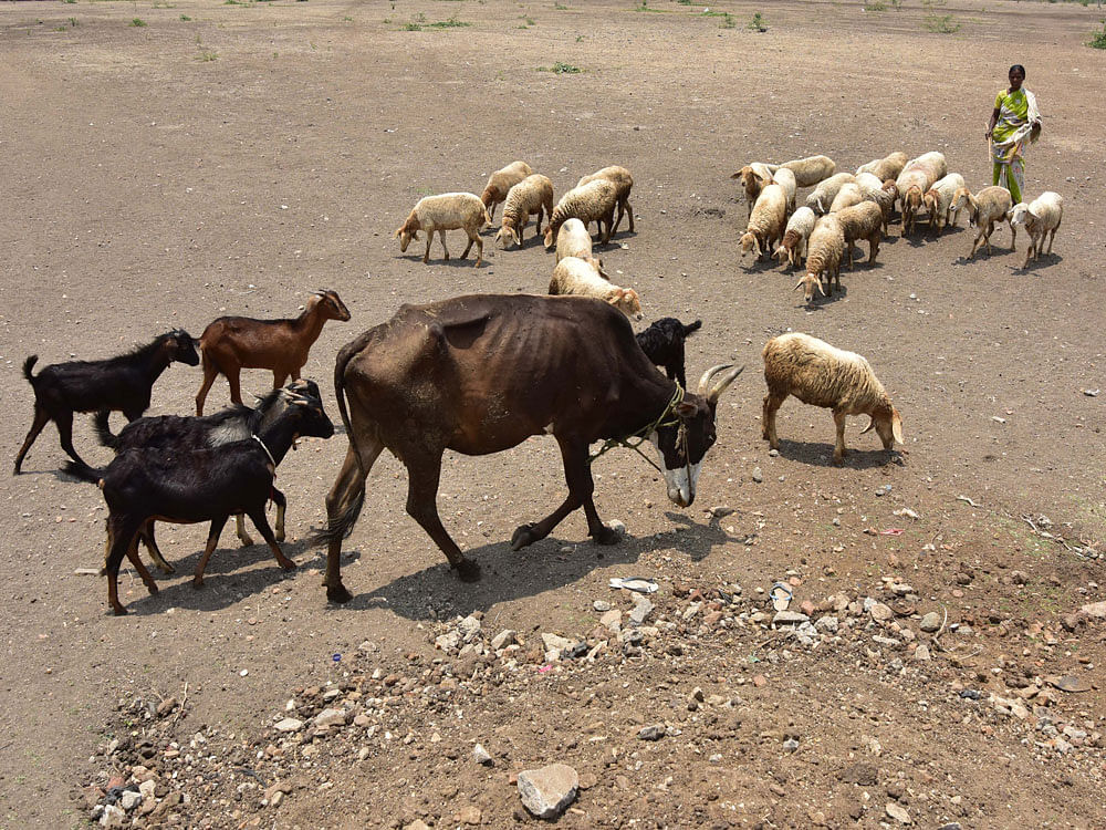 Women taking the cows and sheeps in search of fodder, at Doddakaulande, Nanjangudu Taluk, Mysuru District. DH Photo