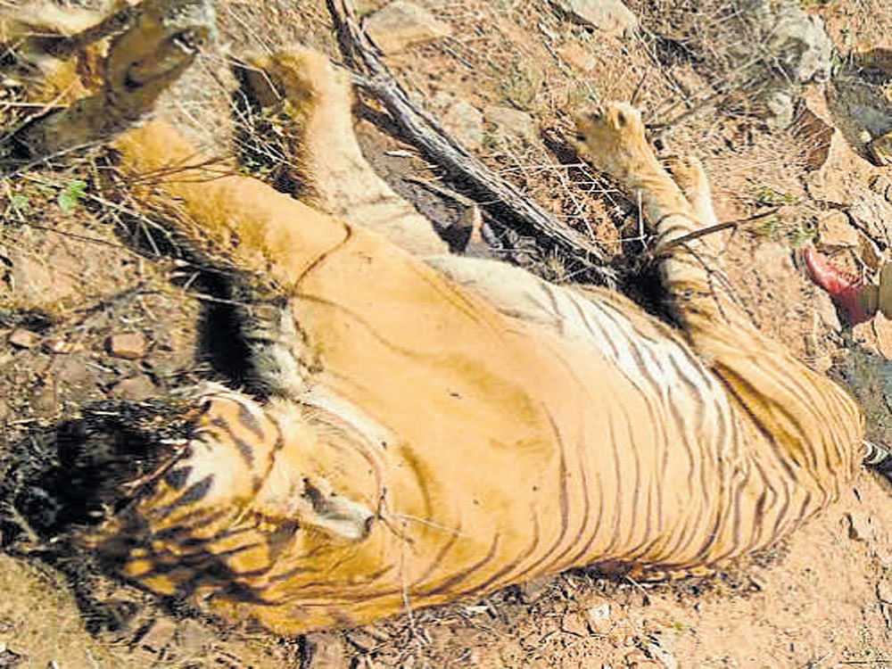 Named Prince, the famous tiger was found dead with its snout missing in the Bandipur Tiger Reserve near Gundlupet, Chamarajanagar district, on April 2.