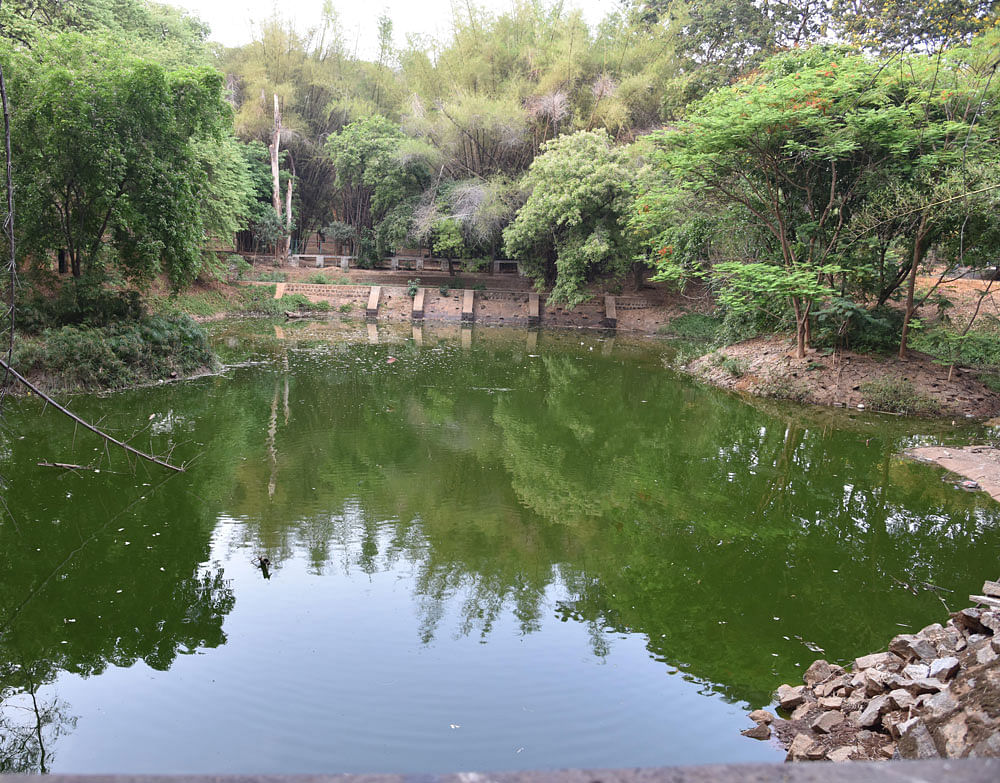 Water level has sharply declined in the pond located opposite Bal Bhavan in Cubbon Park. DH&#8200;Photo