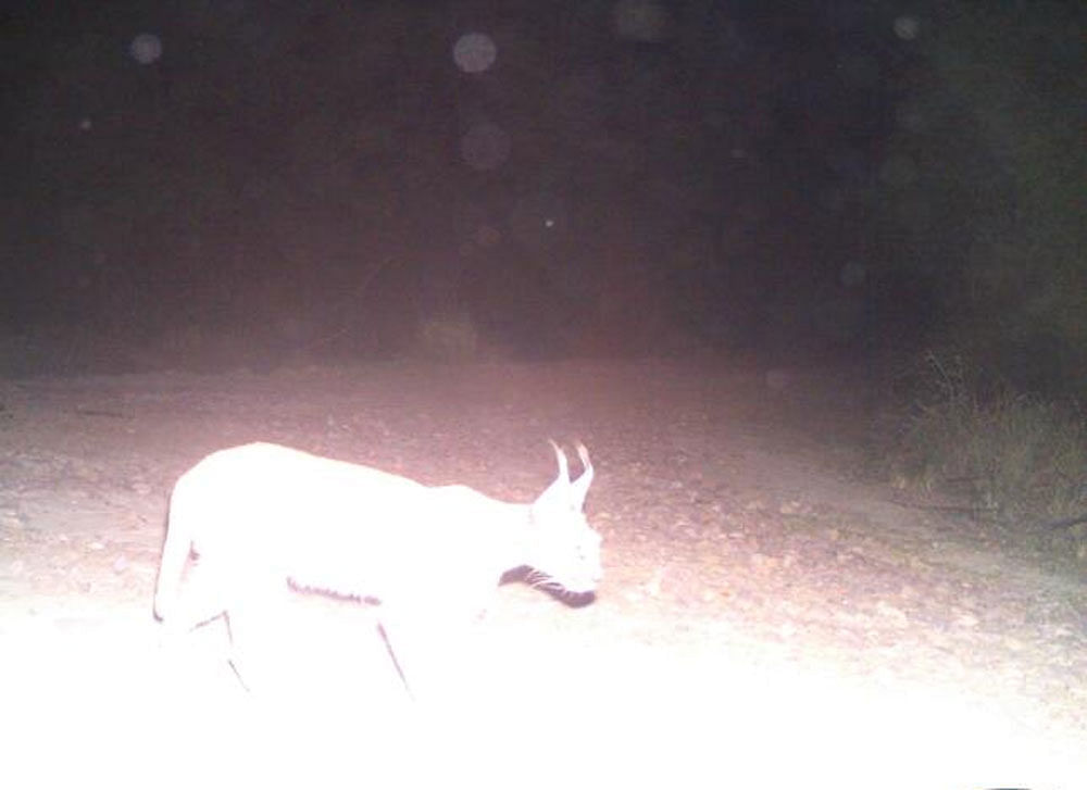 The camera trapping installed for the leapord moment in the Keoladeo national Park (KNP) has captured the first and rare picture of caracal in the middle of the road. Photo: Bharatpur Sanctuary (Trapping Camera Photo)