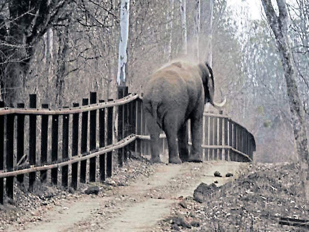 An elephant crosses a fence in the Nagarahole Tiger Reserve.