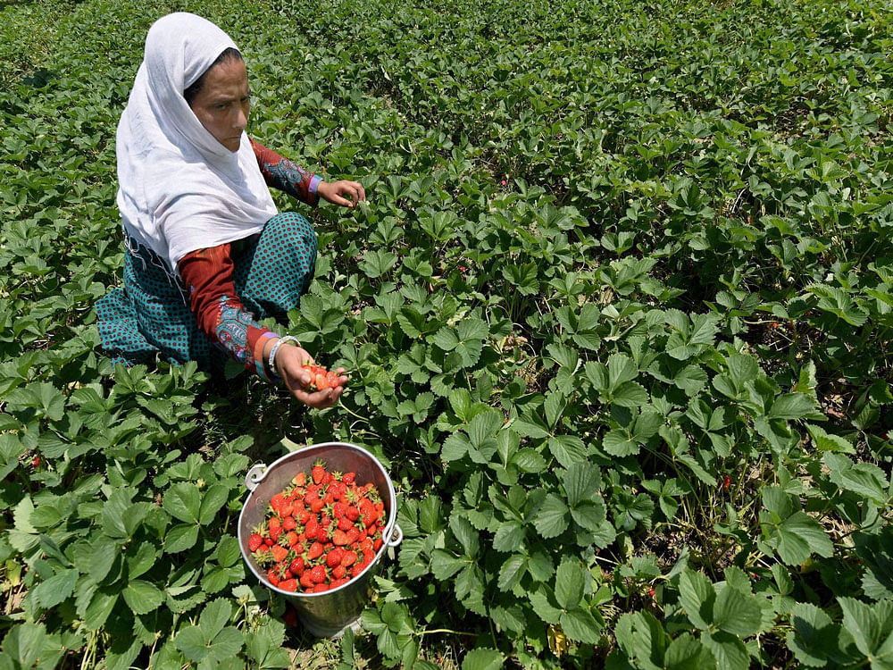 Research indicates strawberries may help fight brest cancer. Photo Credit: Press Trust of India.