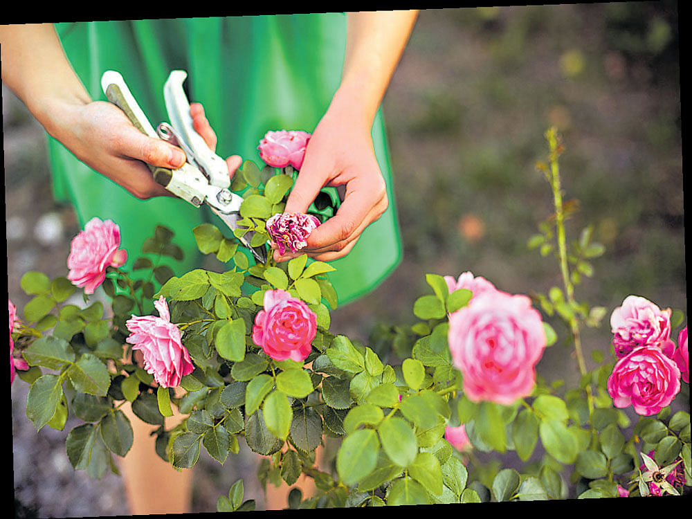 suitable plants Rose, creeping fig, hibiscus and gardenia are good candidates for espaliering.
