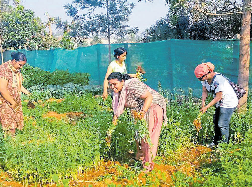 IT professionals work on a community farm in Bannerghatta on the outskirts of Bengaluru.