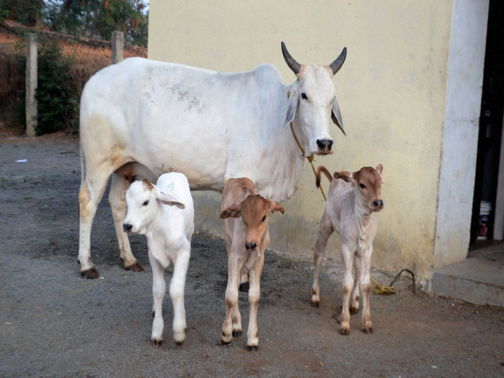 The committee, set up in pursuance of the court order, has recommended having tamper-proof identification of cattle by using polyurethane tags and a state-level data base may be uploaded at a website which may be linked with a national online database. Press Trust of India file photo