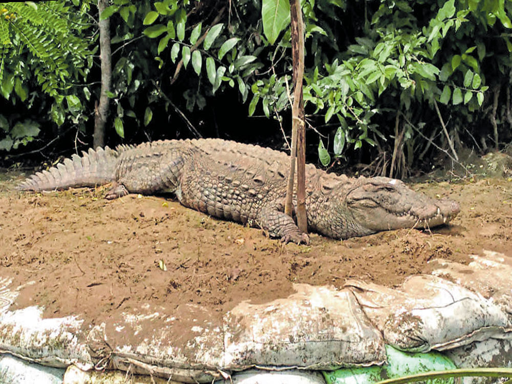A crocodile sighted at Ranganathittu Bird Sanctuary.