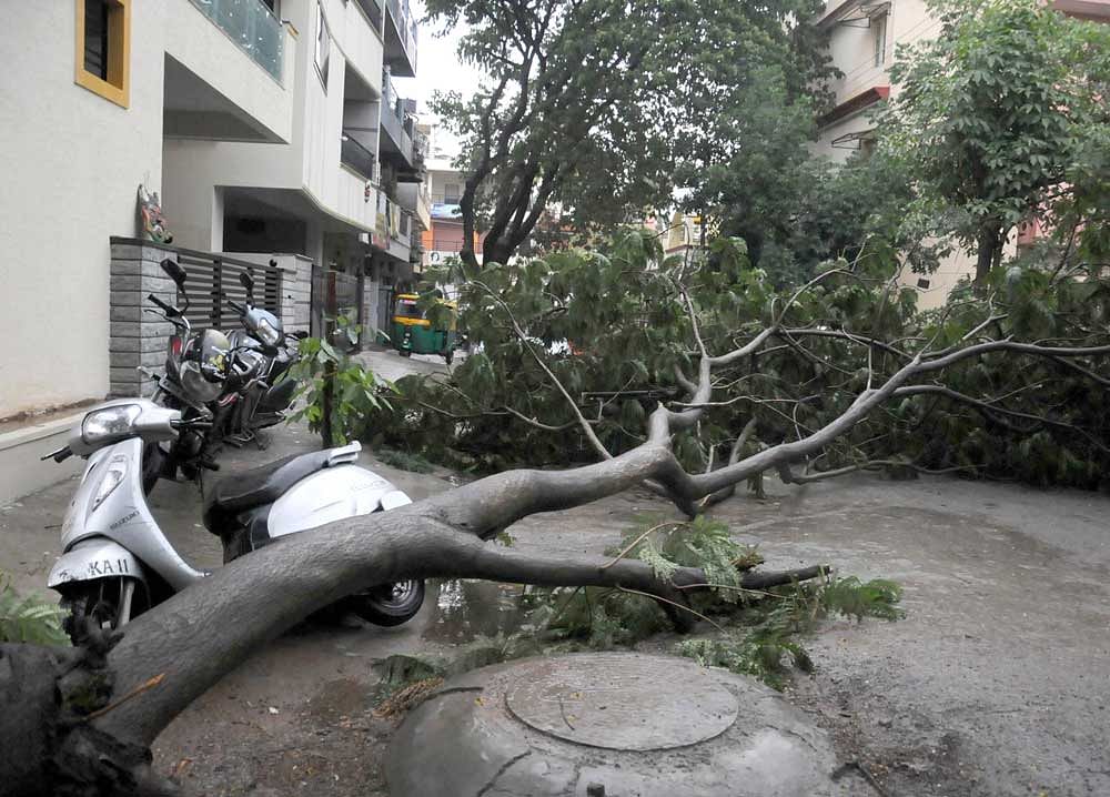 A tree was uprooted at Rajarajeshwari Nagar in BHEL Layout of Kenchenahalli in Bengaluru due to wind and rain on Saturday. DH photo