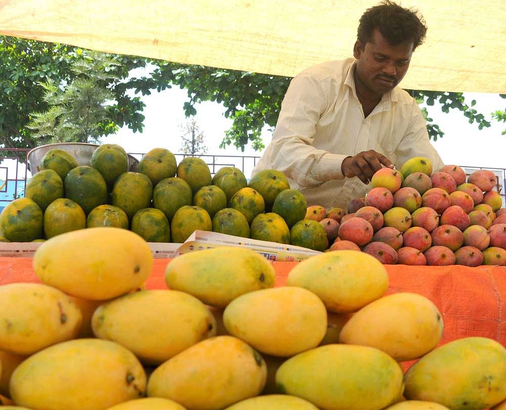 Hot water treatment of mangoes is mandatory before exporting them to European and Gulf nations. The Corporation is keen to treat mangoes before fruits hit the domestic market as well.