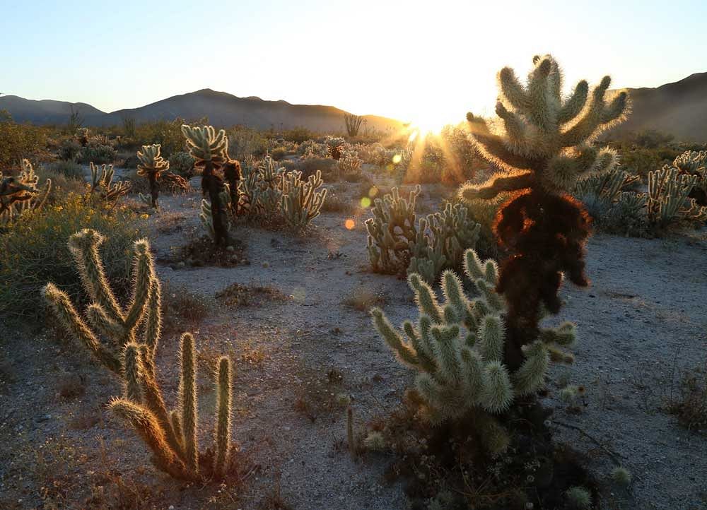 Gritty plants: Cholla cacti in the Anza-Borrego Desert State Park, California, USA. Photo credit: Caity Fares/NYT