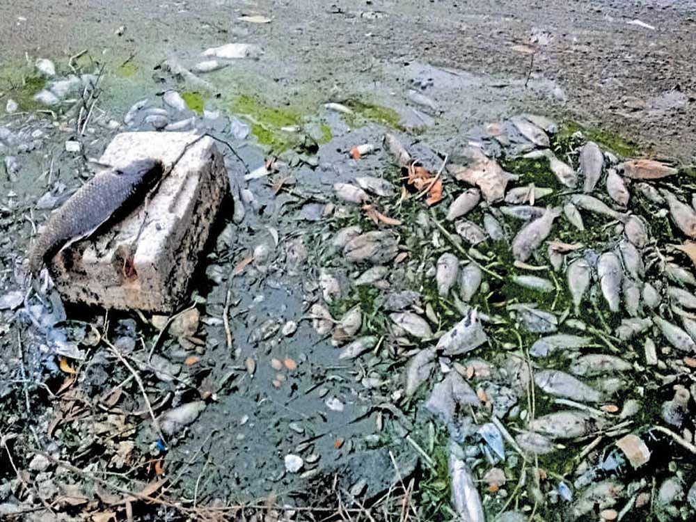 Dead fish were found floating in the Doddakallasandra lake on Tuesday morning. photo courtesy/Anand R Yadwad
