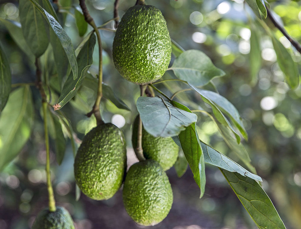 Eating avocados can help shed weight and reduce waistline. Photo credit: New York Times.