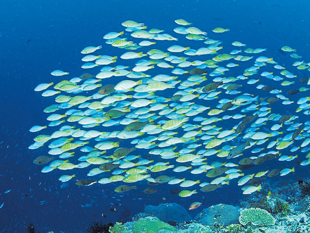 Falling oxygen levels in oceans could have a disastrous effect on marine life.