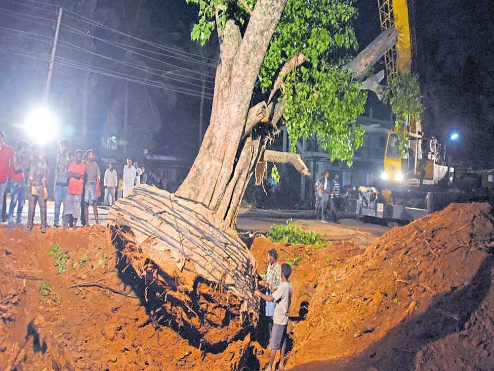 Translocation of trees in progress at Yamare-Sarjapur Circle on Sunday.