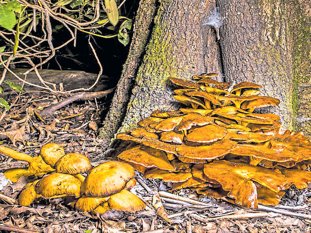 Rare: jack-o'-lantern mushroom during the day. Photo credit:&#8200;Mike Belleme/NYT