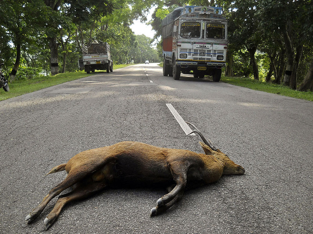 Earlier, the bench had asked the Assam government and the director of the Kaziranga National Park to inform it on how how many animals have died because of vehicular movement along the highway. File photo.