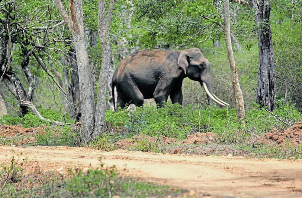 One of the elephants sighted on Tiger Road, Hullikatte range of the Bandipur Tiger Reserve, on Day One of the census.  dh photo/Bosky Khanna
