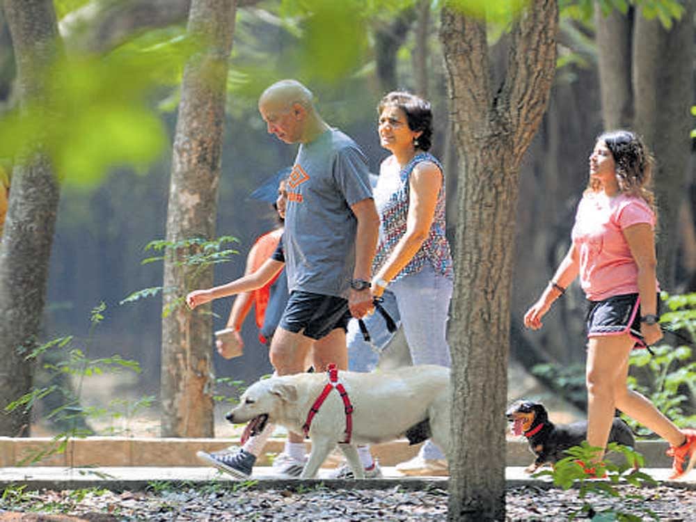 Walkers want the government to improve security and maintenance at Cubbon Park. DH PHOTO