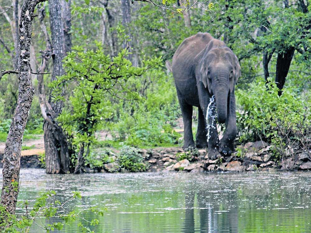 A female elephant quenches its thirst in a pond at Nagarahole Tiger Reserve on the  final day of the elephant census on Friday. DH&#8200;Photo/Bosky Khanna