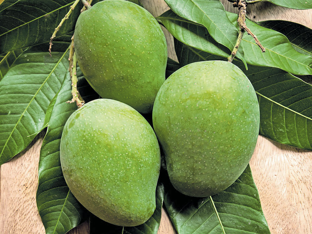 Mangoes grown in the state are rising in popularity across many countries.